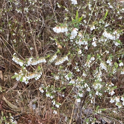 Styphelia fletcheri subsp. brevisepala (Twin Flower Beard-Heath) at Farrer, ACT - 10 Sep 2025 by Mike