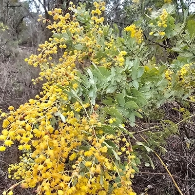 Acacia baileyana (Cootamundra Wattle, Golden Mimosa) at Farrer, ACT - 10 Sep 2025 by Mike