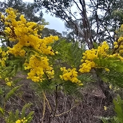 Acacia decurrens (Green Wattle) at Farrer, ACT - 10 Sep 2025 by Mike
