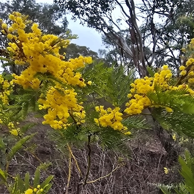 Acacia decurrens (Green Wattle) at Farrer, ACT - 10 Sep 2025 by Mike