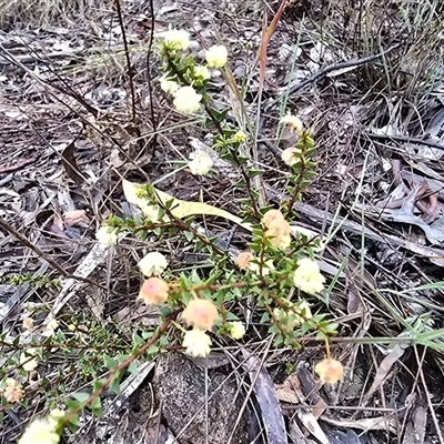Acacia gunnii (Ploughshare Wattle) at Farrer, ACT - 10 Sep 2025 by Mike