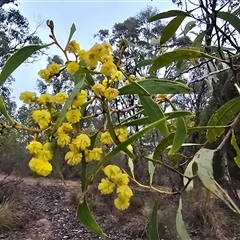 Acacia pycnantha (Golden Wattle) at Farrer, ACT - 10 Sep 2025 by Mike