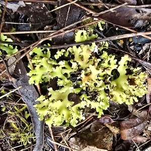 Unverified Lichen at Farrer, ACT - 10 Sep 2025 by Mike