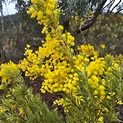 Acacia (genus) (A Wattle) at Farrer, ACT - 10 Sep 2025 by Mike