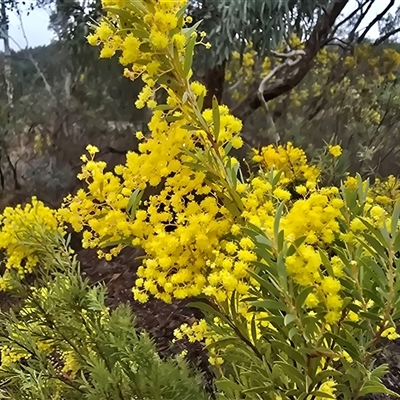 Acacia (genus) (A Wattle) at Farrer, ACT - 10 Sep 2025 by Mike