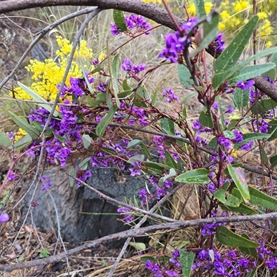 Hardenbergia violacea (False Sarsaparilla) at Farrer, ACT - 10 Sep 2025 by Mike