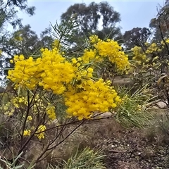 Acacia boormanii (Snowy River Wattle) at Farrer, ACT - 10 Sep 2025 by Mike