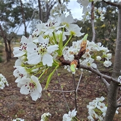 Prunus sp. (A Plum) at Isaacs, ACT - 10 Sep 2025 by Mike
