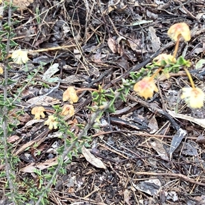 Acacia gunnii at Isaacs, ACT - 10 Sep 2025 03:08 PM