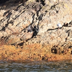 Phalacrocorax carbo at Tathra, NSW - 30 Aug 2025 by AlisonMilton