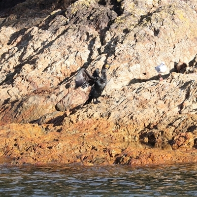 Phalacrocorax carbo at Tathra, NSW - 30 Aug 2025 by AlisonMilton