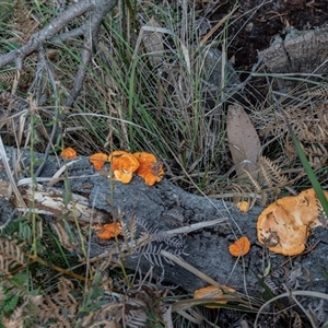 Trametes coccinea (Scarlet Bracket) at Tanja, NSW - 30 Aug 2025 by AlisonMilton