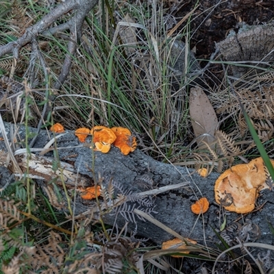 Trametes coccinea (Scarlet Bracket) at Tanja, NSW - 30 Aug 2025 by AlisonMilton