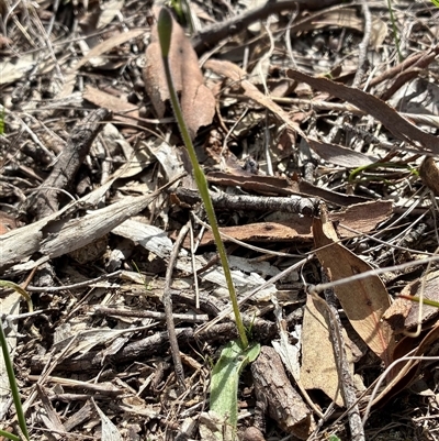 Glossodia major (Wax Lip Orchid) at Cook, ACT - 9 Sep 2025 by CathB