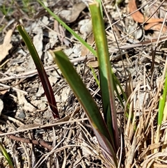 Calochilus platychilus (Purple Beard Orchid) at Cook, ACT - 9 Sep 2025 by CathB