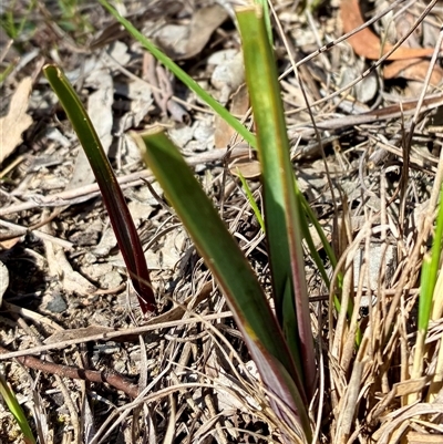 Calochilus platychilus (Purple Beard Orchid) at Cook, ACT - 9 Sep 2025 by CathB