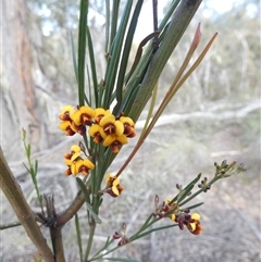 Unverified Other Shrub at Ballyroe, NSW - 11 Oct 2020 by TwoRivers