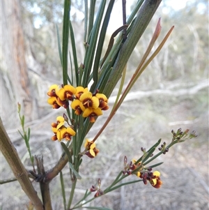 Unverified Other Shrub at Ballyroe, NSW - 11 Oct 2020 by TwoRivers