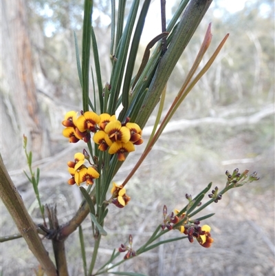 Unverified Other Shrub at Ballyroe, NSW - 11 Oct 2020 by TwoRivers
