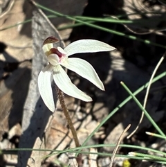 Caladenia fuscata (Dusky Fingers) at Cook, ACT - 9 Sep 2025 by CathB