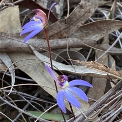 Caladenia caerulea (Blue Fingers, Blue Fairies) at Aranda, ACT - 9 Sep 2025 by CathB