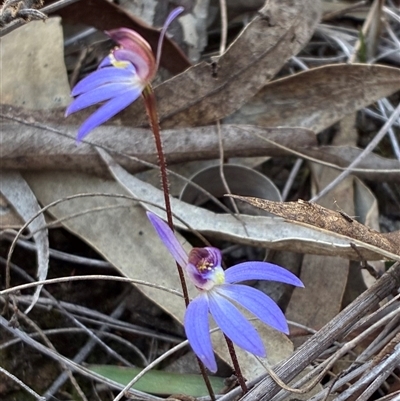 Caladenia caerulea (Blue Fingers, Blue Fairies) at Aranda, ACT - 9 Sep 2025 by CathB