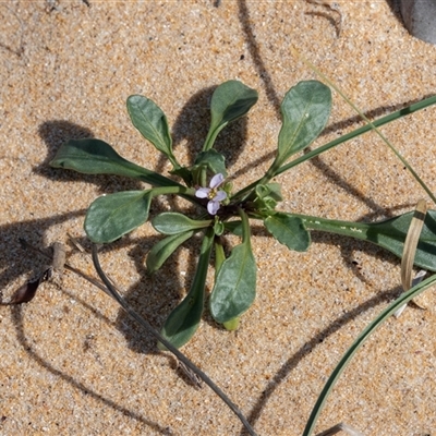 Cakile sp. (Sea Rocket) at Tanja, NSW - 30 Aug 2025 by AlisonMilton