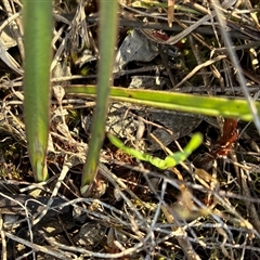 Thelymitra nuda (Scented Sun Orchid) at Cook, ACT - 5 Sep 2025 by CathB