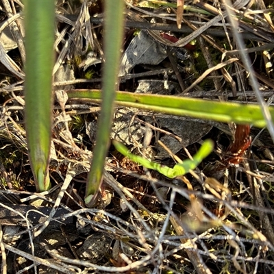 Thelymitra nuda (Scented Sun Orchid) at Cook, ACT - 5 Sep 2025 by CathB