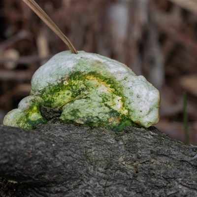Unverified Shelf-like to hoof-like & usually on wood at Tanja, NSW - 30 Aug 2025 by AlisonMilton
