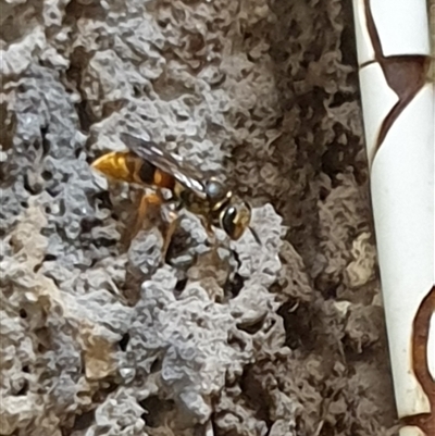 Unverified Wasp (Hymenoptera, Apocrita) at  - suppressed by MazzV