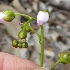 Drosera auriculata at Ballyroe, NSW - 11 Oct 2018 by TwoRivers