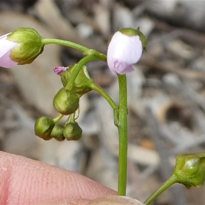 Drosera auriculata at Ballyroe, NSW - 11 Oct 2018 by TwoRivers