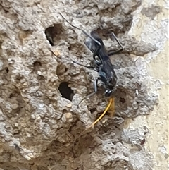 Unverified Spider wasp (Pompilidae) by MazzV