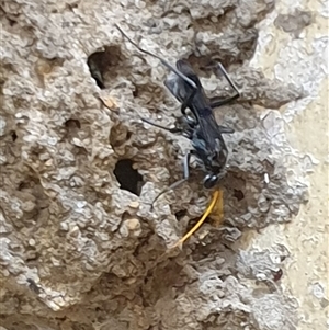 Unverified Spider wasp (Pompilidae) by MazzV