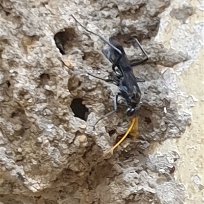 Unverified Spider wasp (Pompilidae) at  - suppressed by MazzV