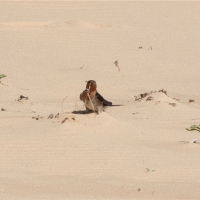 Hirundo neoxena (Welcome Swallow) at Wallagoot, NSW - 31 Aug 2025 by AlisonMilton