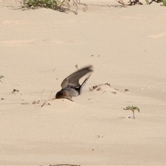 Hirundo neoxena at Wallagoot, NSW - 31 Aug 2025 12:05 PM