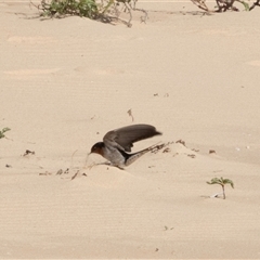 Hirundo neoxena at Wallagoot, NSW - 31 Aug 2025 12:05 PM