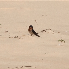 Hirundo neoxena at Wallagoot, NSW - 31 Aug 2025 12:05 PM