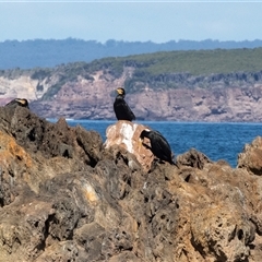Phalacrocorax carbo (Great Cormorant) at Wallagoot, NSW - 31 Aug 2025 by AlisonMilton