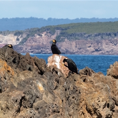 Phalacrocorax carbo (Great Cormorant) at Wallagoot, NSW - 31 Aug 2025 by AlisonMilton