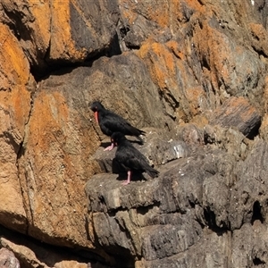Haematopus fuliginosus (Sooty Oystercatcher) at Wallagoot, NSW - 31 Aug 2025 by AlisonMilton