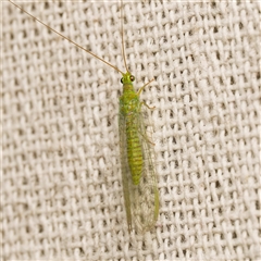 Mallada signatus (Green Lacewing) at Harrison, ACT - 8 Sep 2025 by DPRees125