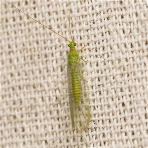 Mallada signatus (Green Lacewing) at Harrison, ACT - 8 Sep 2025 by DPRees125