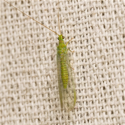 Mallada signatus (Green Lacewing) at Harrison, ACT - 8 Sep 2025 by DPRees125