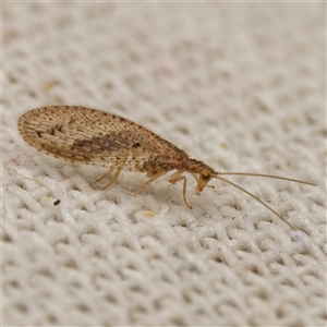 Micromus tasmaniae (Tasmanian Brown Lacewing) at Harrison, ACT - 9 Sep 2025 by DPRees125