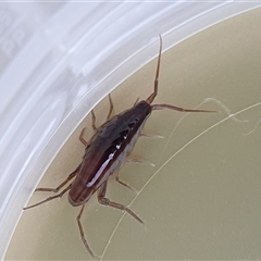 Amphipod (order Amphipoda, family Talitridae) by MazzV