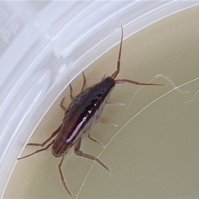Amphipod (order Amphipoda, family Talitridae) at  - suppressed by MazzV