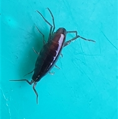 Unverified at suppressed - suppressed